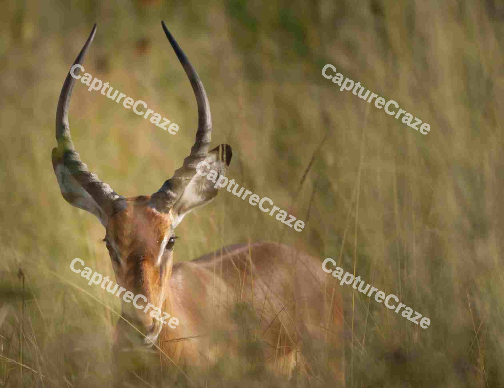 Impala camouflaged in the woods